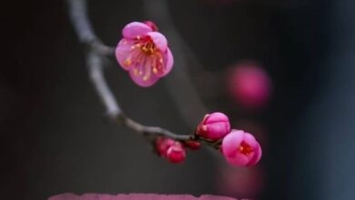 Photo of Картинки спокойной весенней ночи