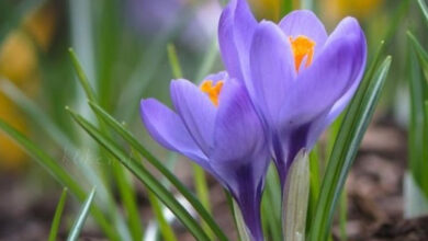 Photo of Картинки доброе весеннее утро четверга