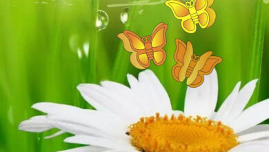 Photo of Картинки доброе апрельское утро понедельника