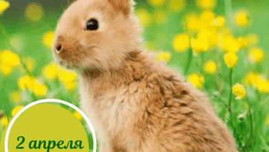 Photo of Картинки доброе утро 2 апреля