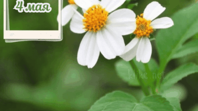 Photo of Открытки доброе утро 4 мая: бесплатные картинки