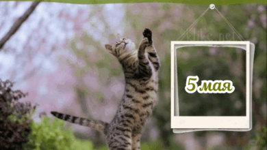 Photo of Доброе утро 5 мая — картинки