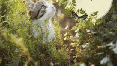 Photo of Картинки доброе утро 12 марта