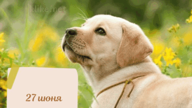 Photo of Доброе утро 27 июня — картинки