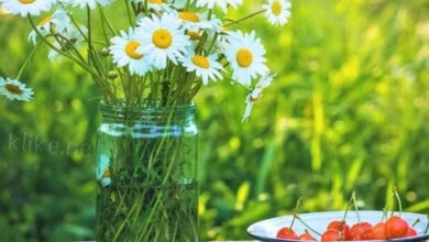 Photo of Картинки Доброе июньское утро воскресенья