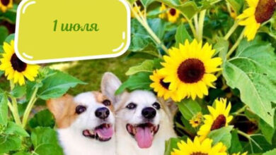 Photo of Доброе утро 1 июля — картинки