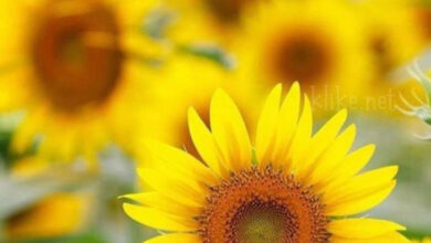 Photo of Картинки Доброе летнее утро воскресенья