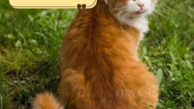 Photo of Картинки доброе утро 3 июля