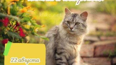 Photo of Доброе утро 22 августа — картинки