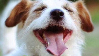 Photo of Картинки на 2 июня с пожеланиями