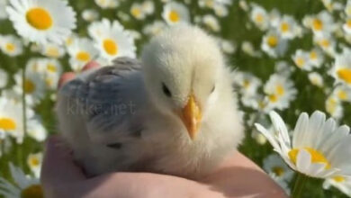 Photo of Картинки с пожеланиями на 9 августа