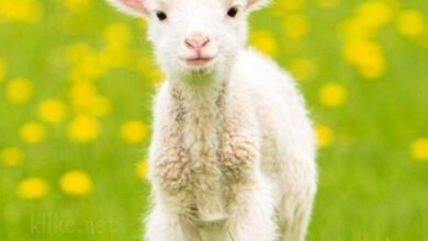 Photo of Картинки с пожеланиями на 18 августа