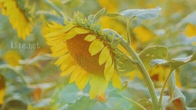 Photo of Доброе июльское утро четверга — картинки