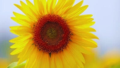 Photo of Доброе июльское утро пятницы — картинки