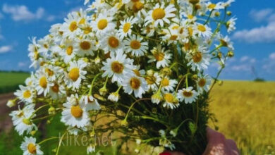 Photo of Доброе августовское утро субботы — картинки