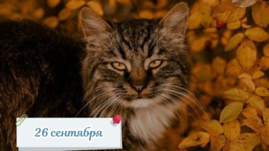 Photo of Картинки на 26 сентября с пожеланиями