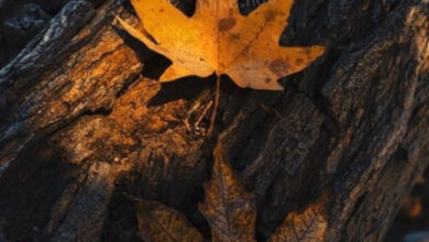 Photo of Картинки на 10 октября с пожеланиями