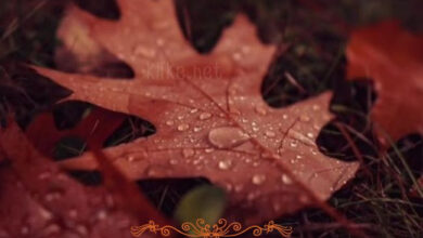 Photo of Картинки с пожеланиями на 15 октября