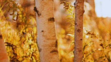 Photo of Картинки доброе осеннее утро среды