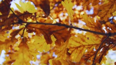 Photo of Картинки доброе сентябрьское утро пятницы