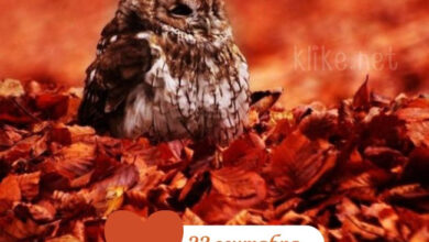 Photo of Доброе утро 23 сентября — картинки