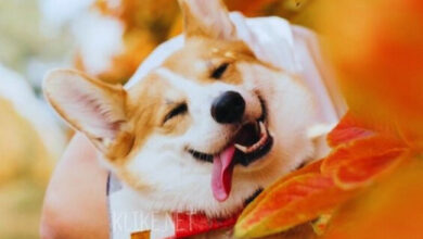 Photo of Доброе утро 5 октября — картинки