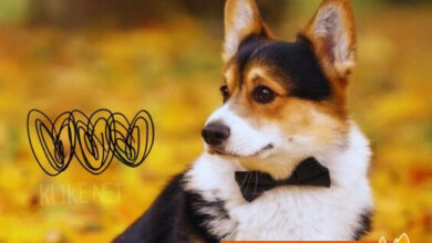 Photo of Доброе утро 13 октября — картинки