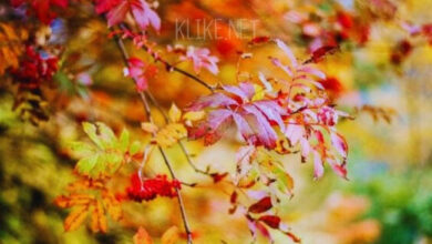 Photo of Картинки Доброе утро 3 ноября