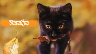 Photo of Доброе утро 7 ноября — картинки