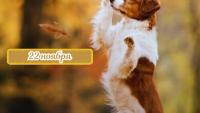 Photo of Доброе утро 22 ноября — картинки