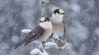 Photo of Картинки Доброе утро 7 декабря