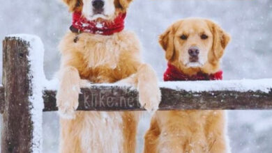 Photo of Доброе утро 29 декабря — картинки