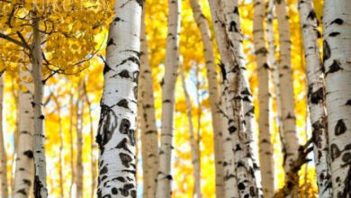 Photo of Картинки доброе ноябрьское утро пятницы