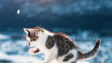 Photo of Картинки на 12 декабря с пожеланиями