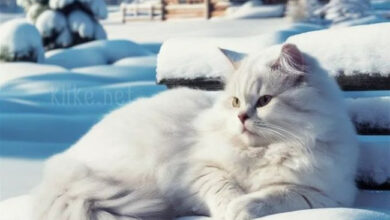 Photo of Картинки с пожеланиями на 28 декабря