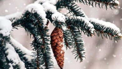 Photo of Доброе декабрьское утро воскресенья — картинки