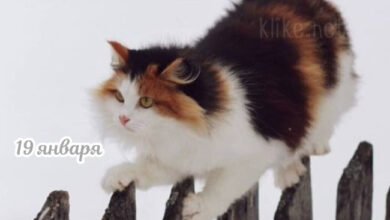 Photo of Картинки с пожеланиями на 19 января