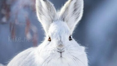 Photo of Картинки на 1 февраля с пожеланиями