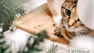 Photo of Картинки на 19 февраля с пожеланиями