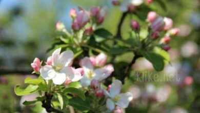 Photo of Картинки на 8 марта с пожеланиями