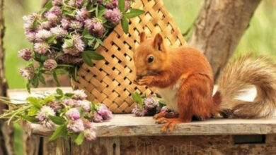 Photo of Картинки с пожеланиями на 8 апреля