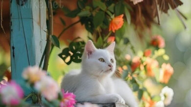 Photo of Картинки на 12 апреля с пожеланиями