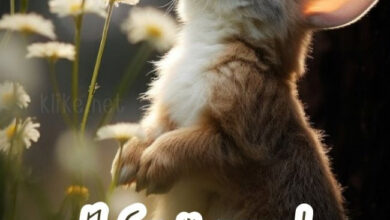 Photo of Картинки с пожеланиями на 25 апреля