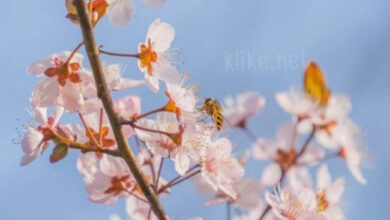 Photo of Картинки на 27 апреля с пожеланиями