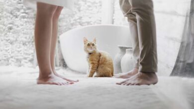 Photo of Уйти нельзя остаться: муж хороший, но не люблю и думаю о разводе
