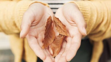 Photo of Как помочь коже рук в осенний период: советы косметолога