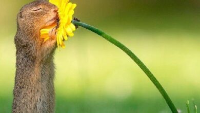 Photo of Весеннего настроения — картинки