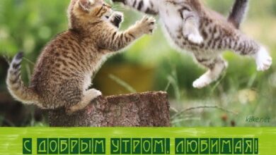 Photo of Картинки С добрым утром, любимая: Милые открытки