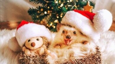 Photo of Картинки Доброе зимнее утро