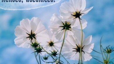 Photo of Хорошего весеннего дня — картинки